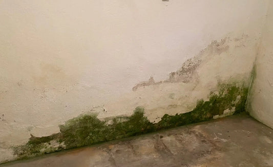 Feuchte Wand im Keller – Ursachen richtig unterscheiden
