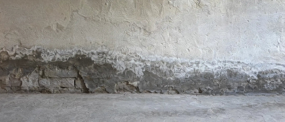 Fuß einer Kellerwand, unten dunkel vor Feuchte, darüber ein Band aus weißen Salzausblühungen und abgeplatzter Putz